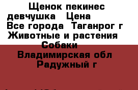 Щенок пекинес девчушка › Цена ­ 2 500 - Все города, Таганрог г. Животные и растения » Собаки   . Владимирская обл.,Радужный г.